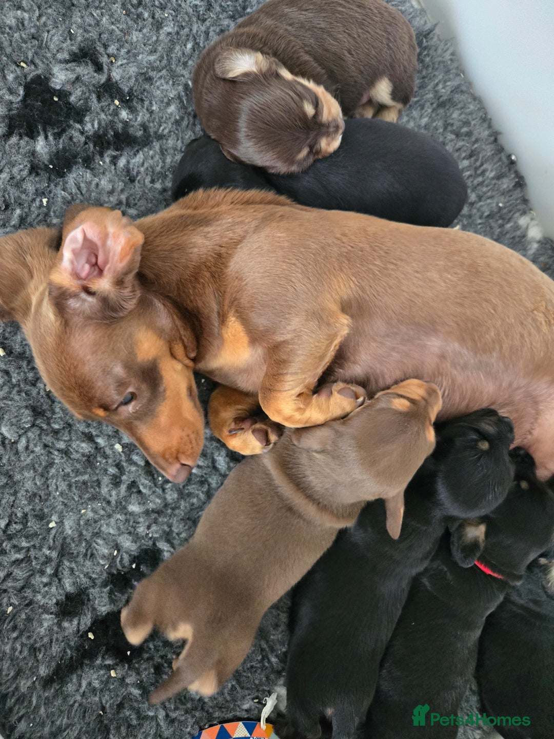 Miniature Dachshund dogs for sale: ❤️miniature dachshund puppy❤️ - Advert 3
