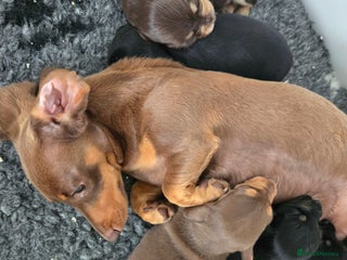 Miniature Dachshund dogs ❤️miniature dachshund puppy❤️ - Advert 3