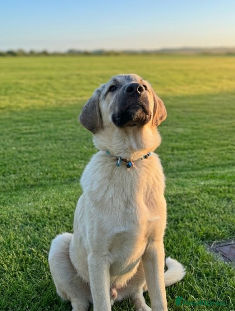 Anatolian Shepherd dogs Toby – 7 Months Old-Perfect with Kids, Dogs, Cats - Advert 18