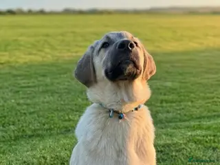 Anatolian Shepherd dogs Toby – 7 Months Old-Perfect with Kids, Dogs, Cats - Advert 18