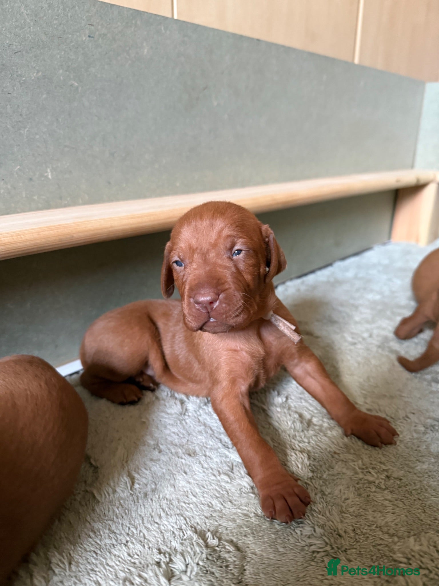 Hungarian Vizsla dogs Exceptional KC Pedigree Hungarian Vizsla’s 13 jun - Advert 1