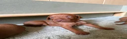 Hungarian Vizsla dogs for sale: Exceptional KC Pedigree Hungarian Vizsla’s 13 jun - Advert 2