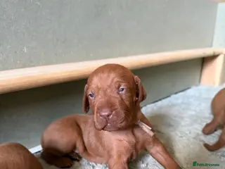 Hungarian Vizsla dogs Exceptional KC Pedigree Hungarian Vizsla’s 13 jun - Advert 1