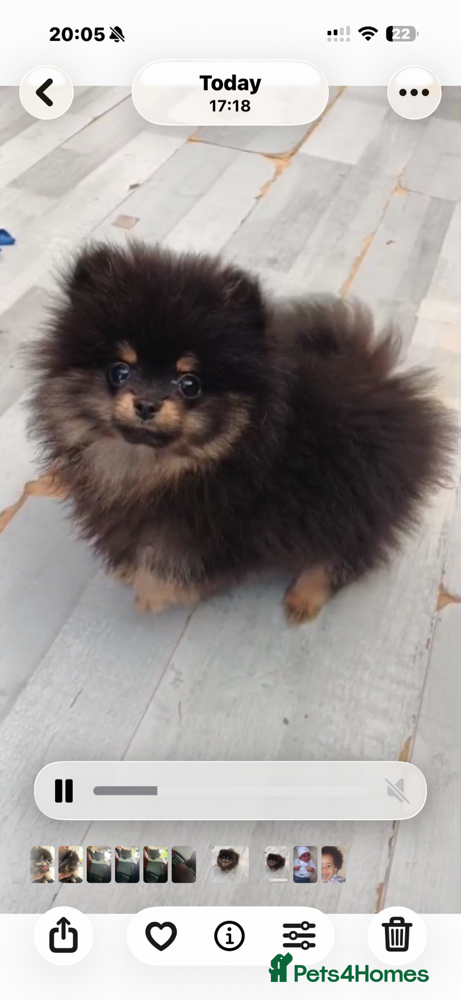 Pomeranian dogs Black & tan Pomeranian puppies 1 GIRL 1 BOY - Advert 14