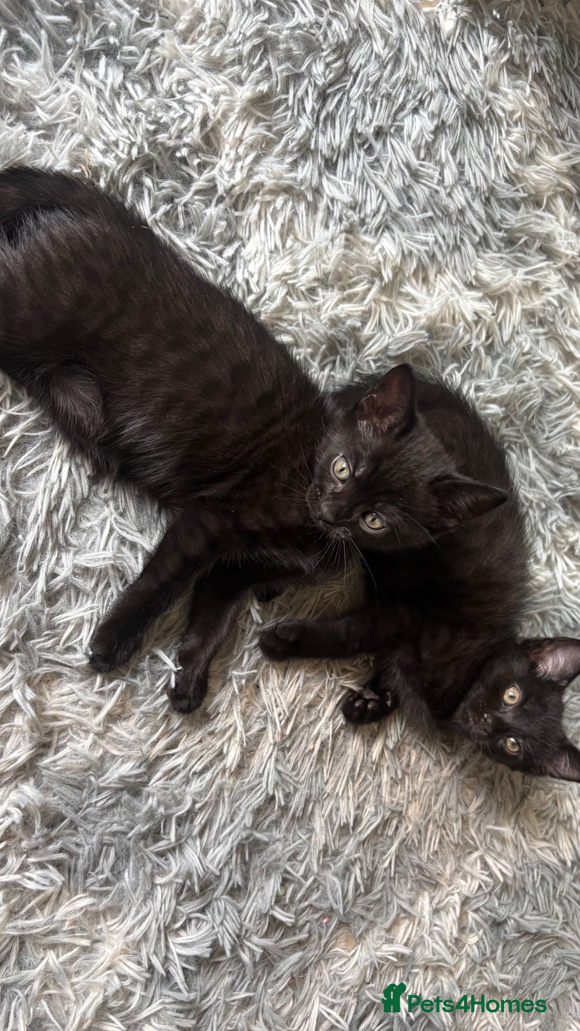 Bengal cats Half bengals majestic babies full of spots  - Advert 2