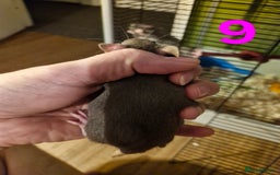 Rat rodents for sale: 9 gorgeous Male Rats - Image 28