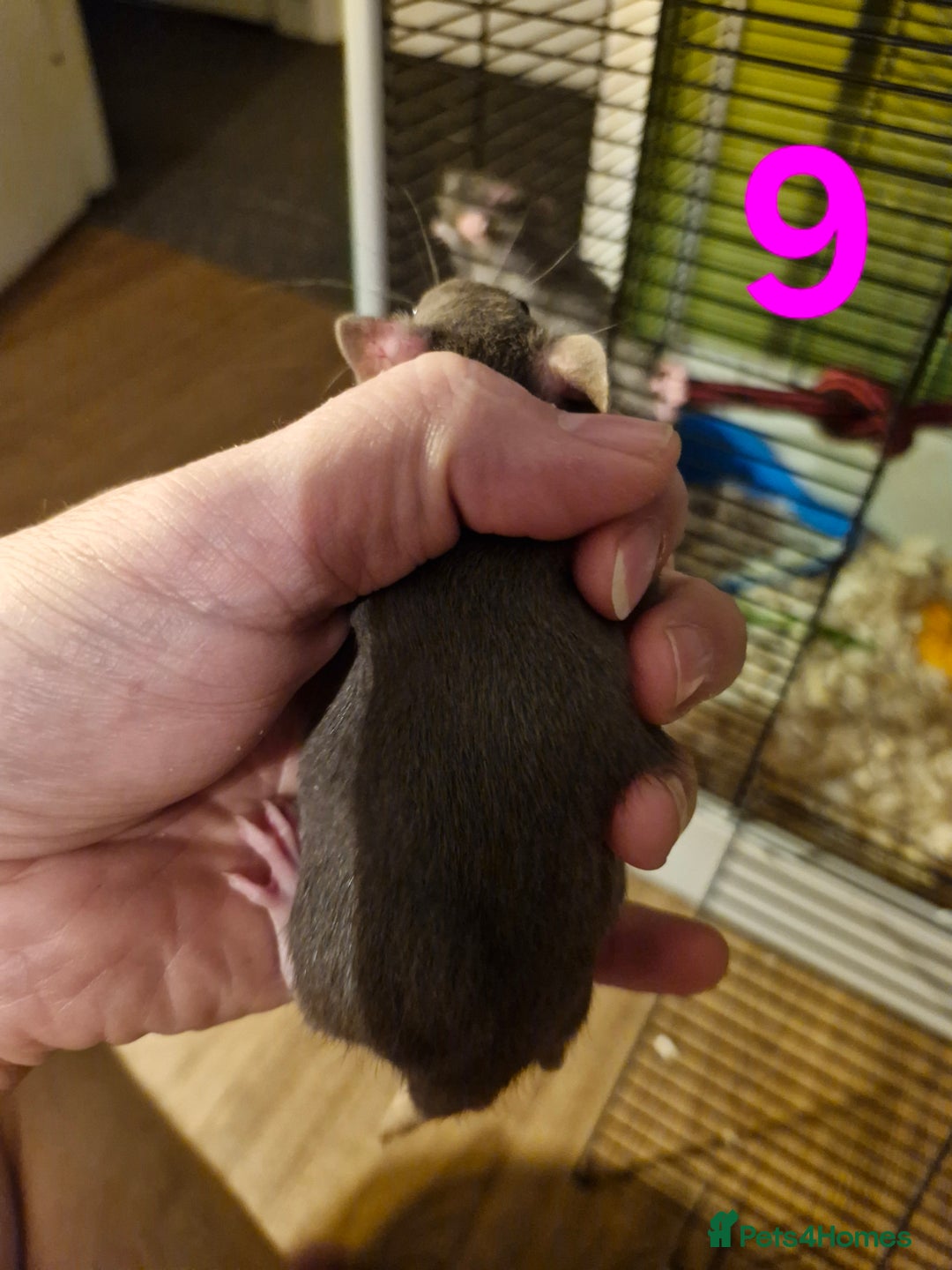 Rat rodents for sale: 9 gorgeous Male Rats - Image 28
