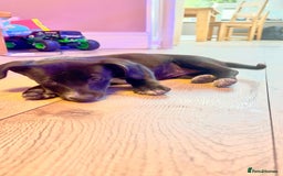 Mixed Breed dogs for sale: ONE PUPPY Left Pomsky x miniature dachshund pups  - Image 2