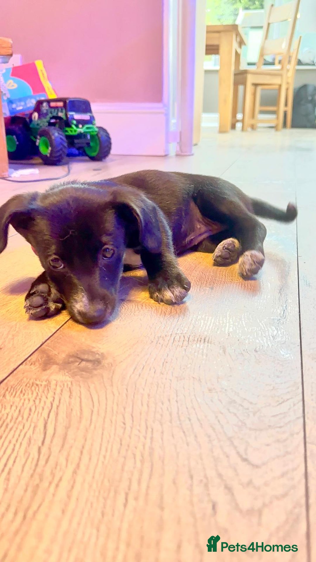 Mixed Breed dogs for sale: ONE PUPPY Left Pomsky x miniature dachshund pups  - Image 2