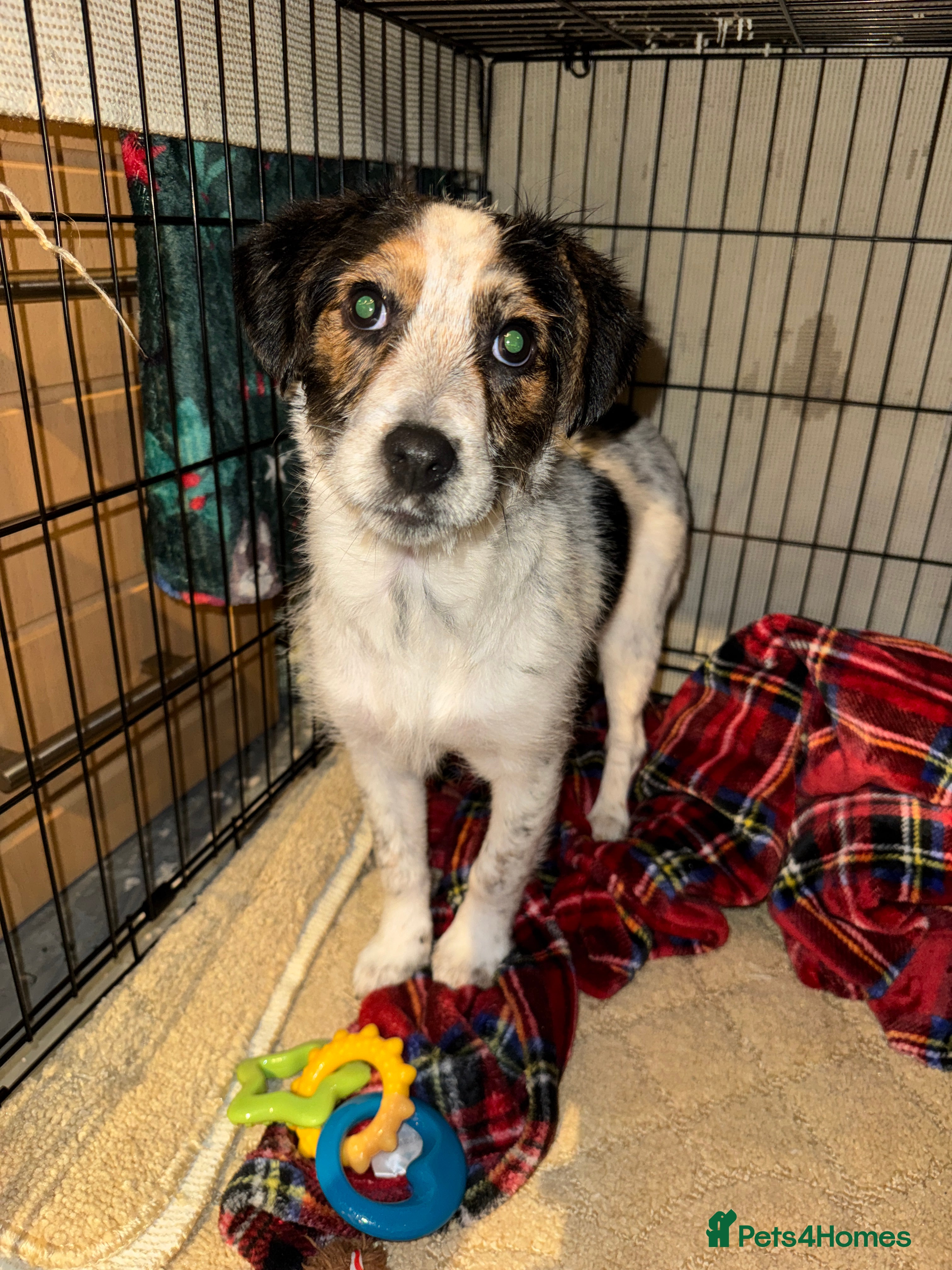 Mixed Breed dogs CockerJack for sale - Advert 5