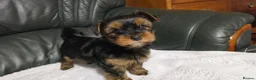 Yorkshire Terrier dogs for sale: Wavy coats yorkshire terrier - Advert 3