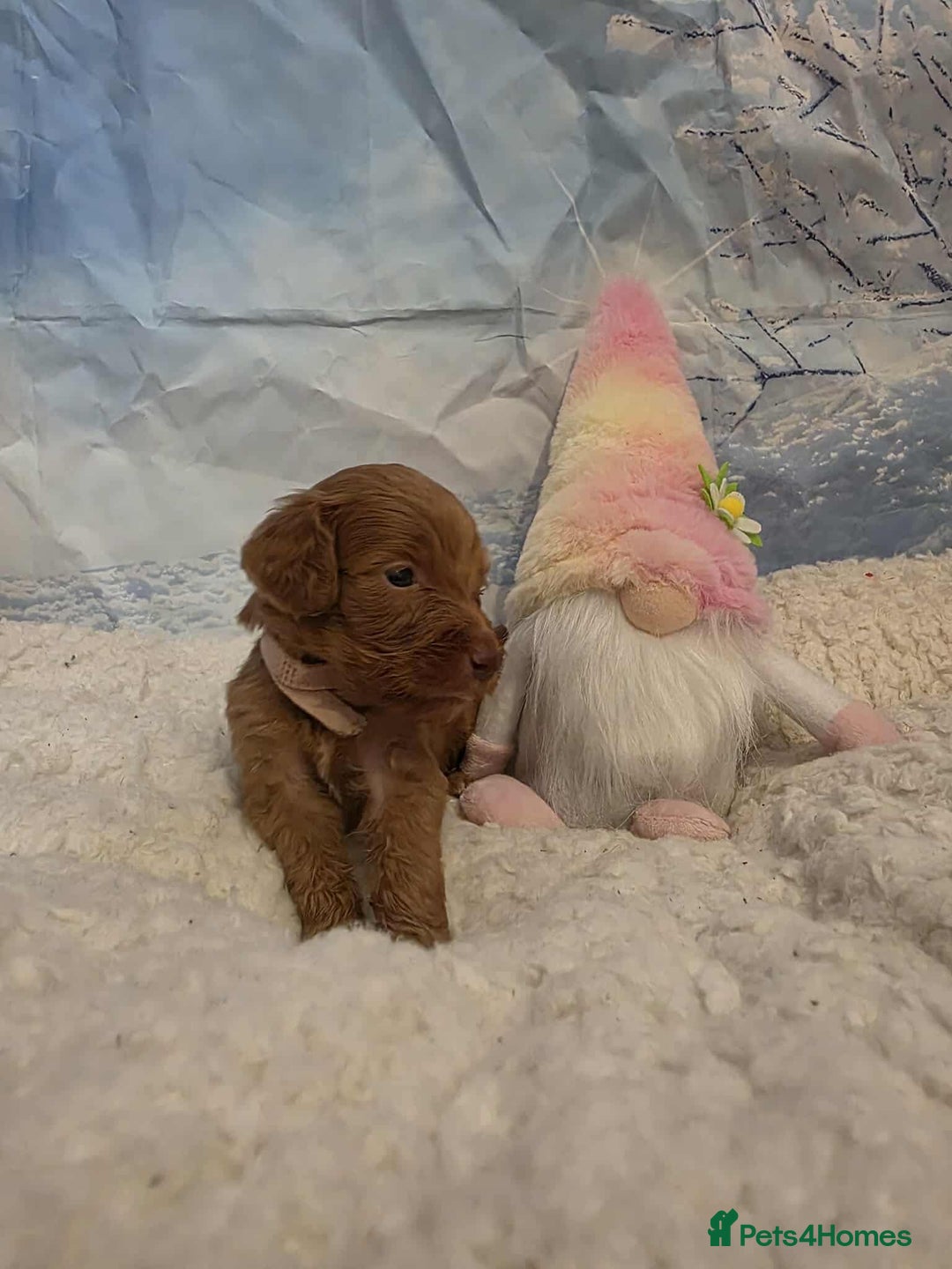 Irish Doodle dogs for sale: Stunning mahogany red Irish doodles READY NOW   - Advert 22