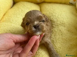 Maltipoo dogs 🧸Outstanding Quality☕️Teddy Face Asian Maltipoo🧸 - Advert 1