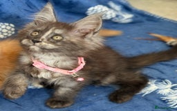 Maine Coon cats for sale: Pedigree MainCoon Kittens  - Image 23