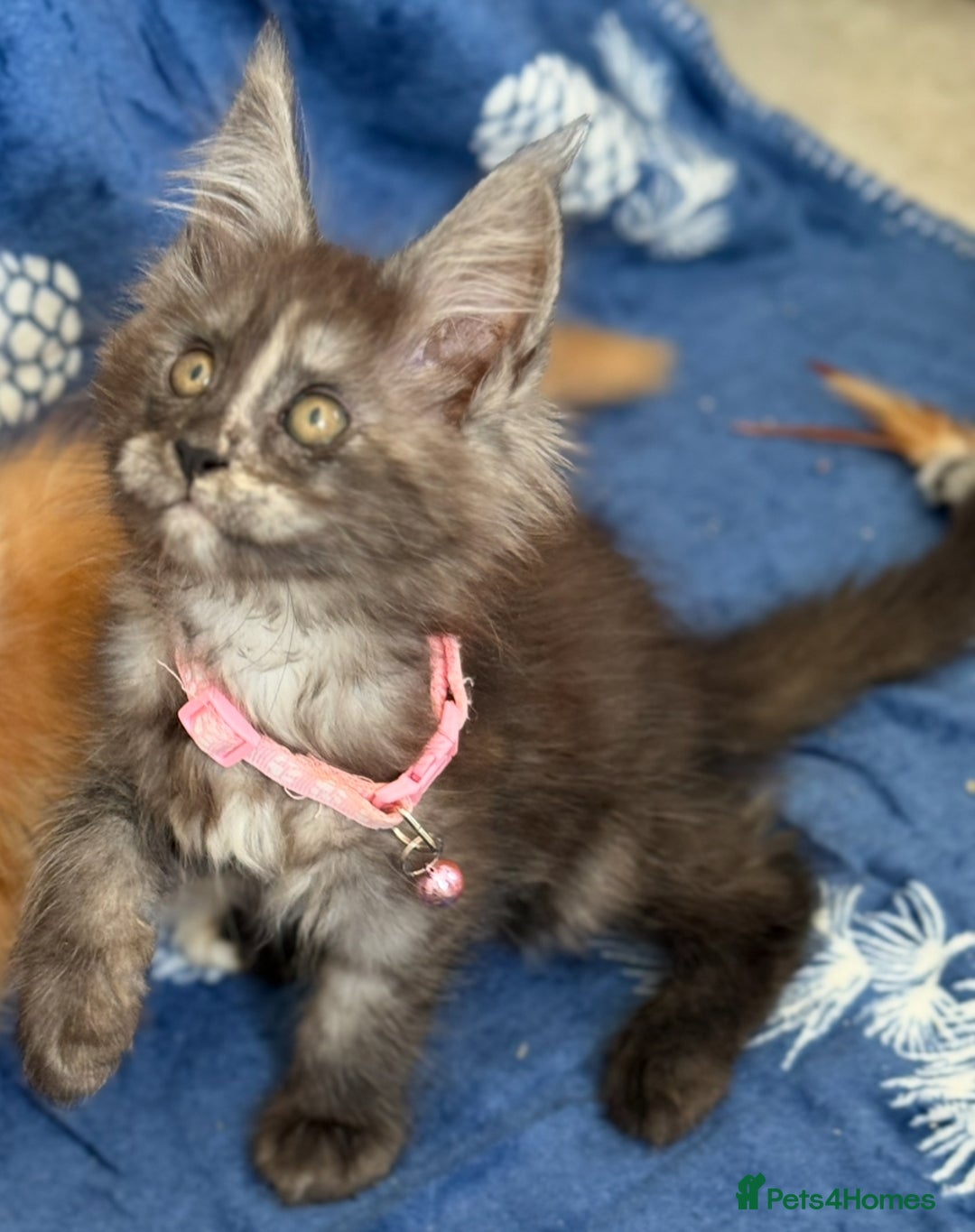 Maine Coon cats for sale: Pedigree MainCoon Kittens  - Image 23