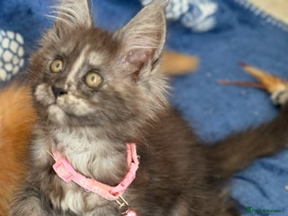 Maine Coon cats - Advert 35