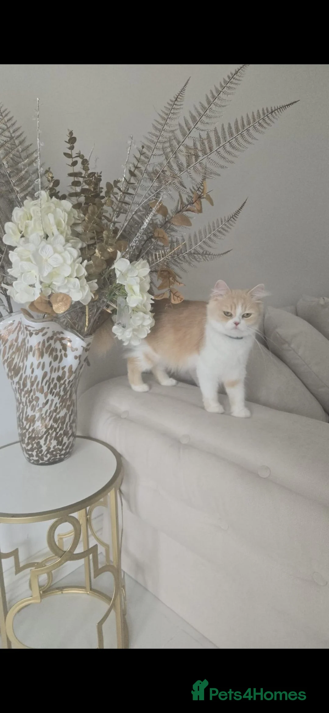 Persian cats for sale: Beautiful female pure persian cat - Advert 2
