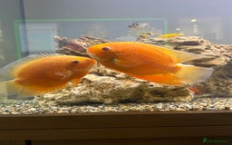 Cichlids fish for sale: Red spotted Severum pair  - Image 1