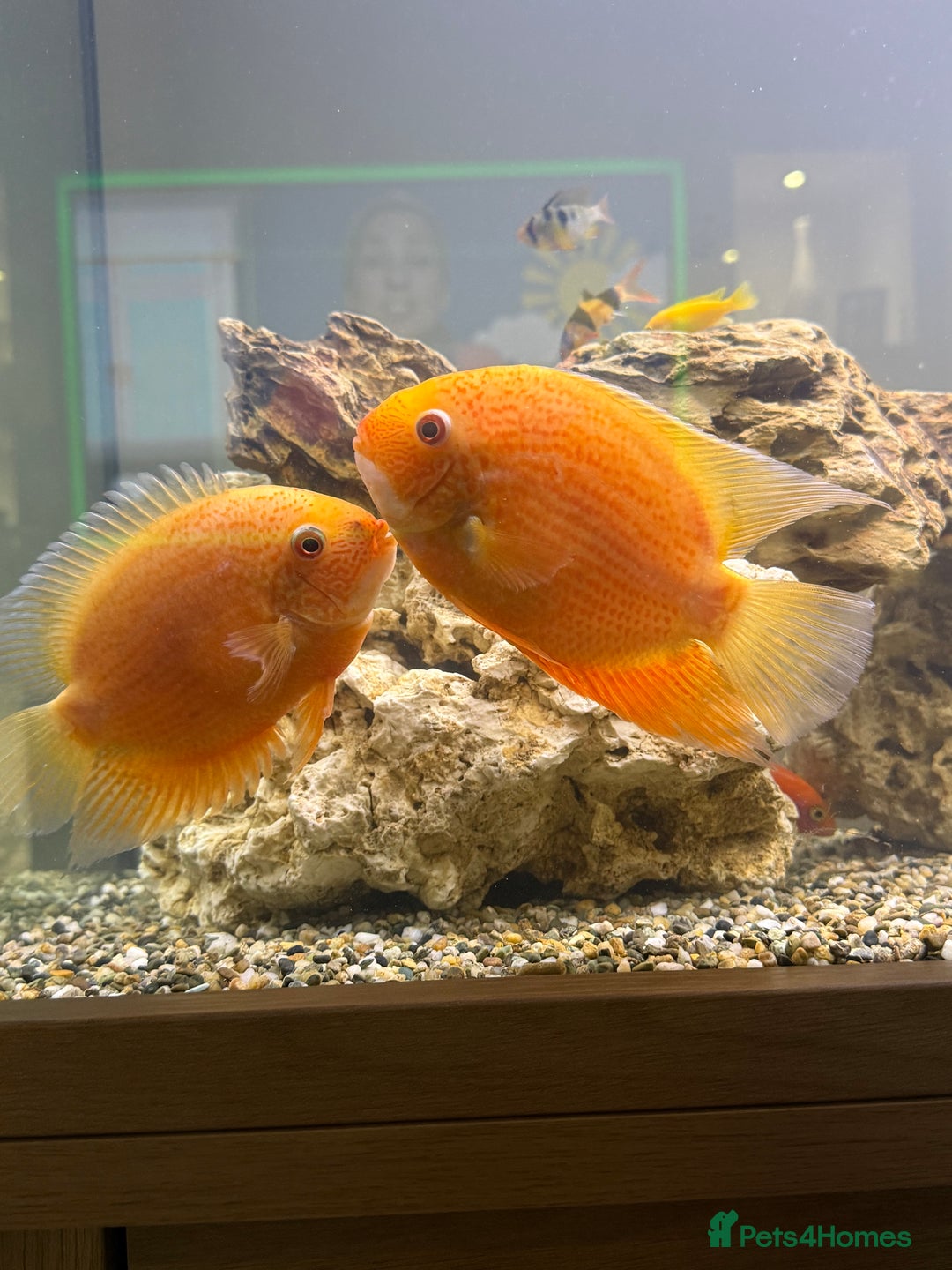 Cichlids fish for sale: Red spotted Severum pair  - Image 1