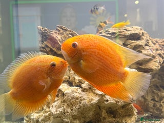 Cichlids fish - Advert 1