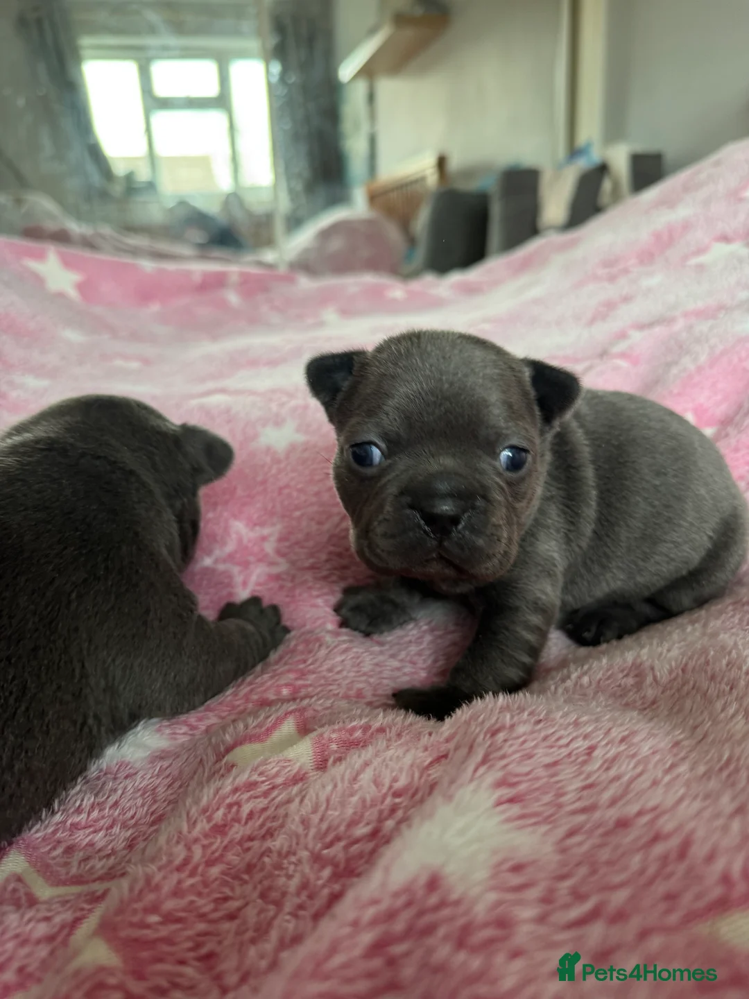 French Bulldog dogs for sale: French Bulldog Puppies – Loving Family Homes Only - Advert 9