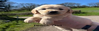 Golden Retriever Puppy 8 - Black girl