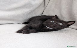 Ragdoll cats for sale: Tabby or black Ragdoll x kittens - Image 39