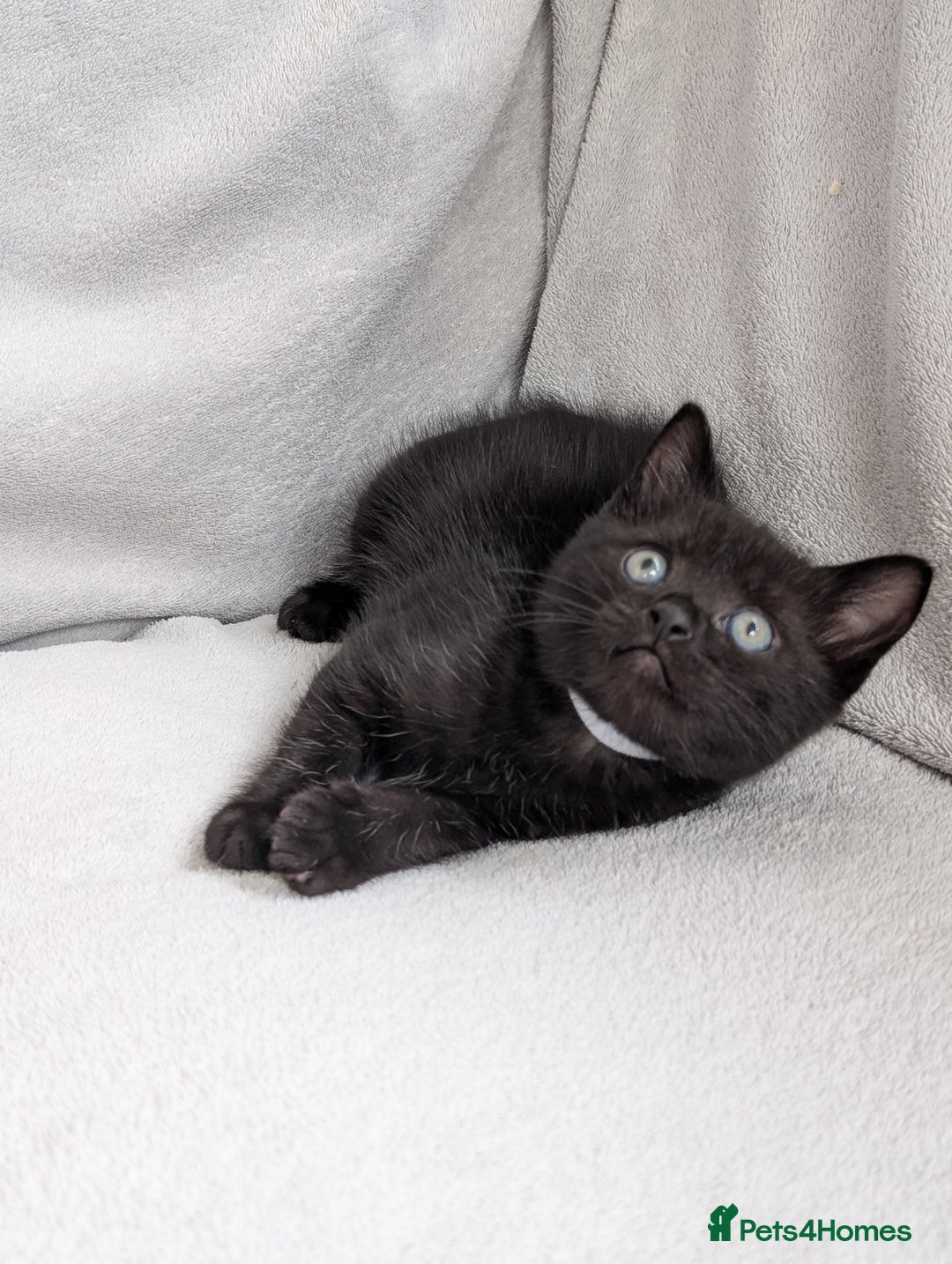 Ragdoll cats for sale: Tabby or black Ragdoll x kittens - Image 39