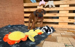 Rhodesian Ridgeback dogs for sale: Ridgeback: Chunky, Large Paws and Full Ridges  in Buckley - Image 19