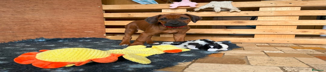 Rhodesian Ridgeback Puppy 5 Red