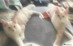 Maine Coon cats for sale: *REDUCED* Beautiful GCCF Pedigree Maine Coons in Torquay - Image 24