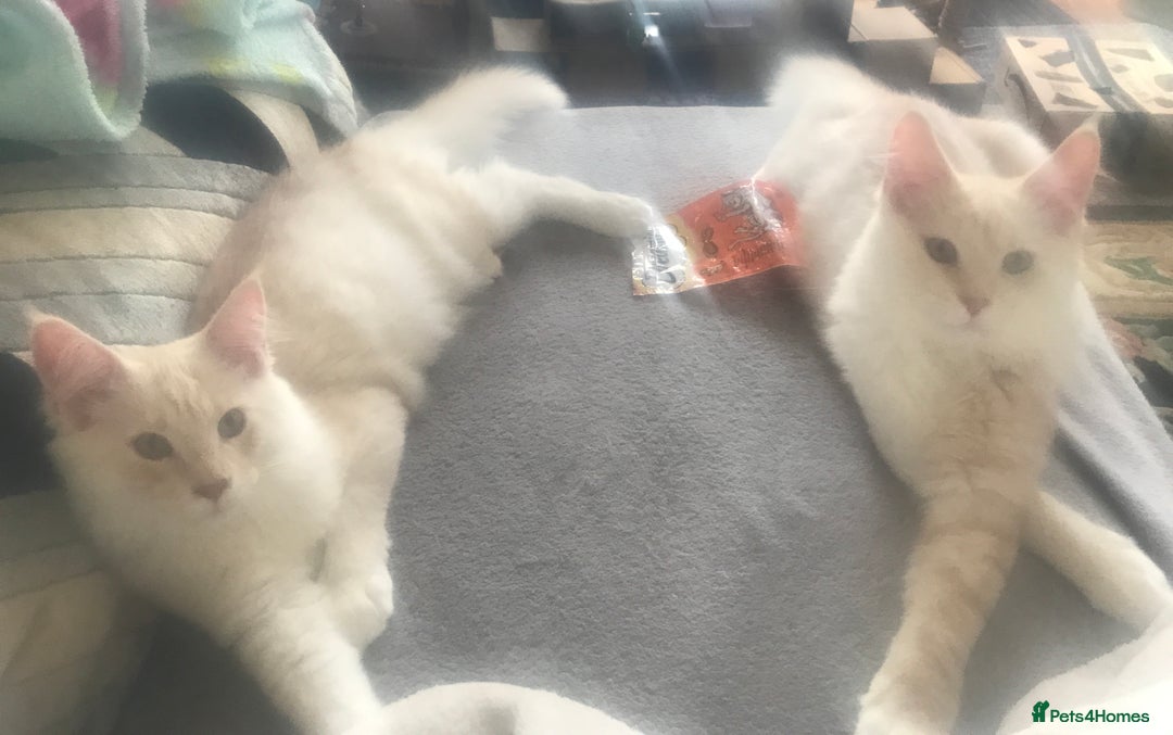 Maine Coon cats for sale: *REDUCED* Beautiful GCCF Pedigree Maine Coons in Torquay - Image 24