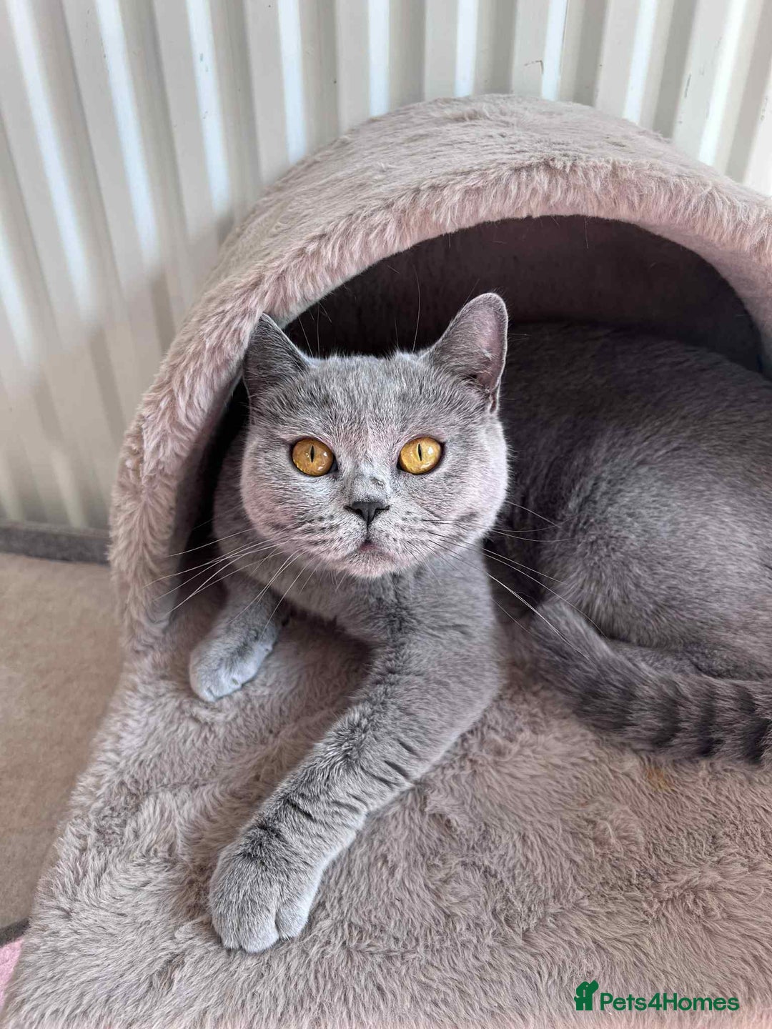 British Shorthair cats for sale: Beautiful BSH blue female cat  - Advert 2