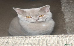 British Shorthair cats for stud: Lilac British shorthair male - Image 4