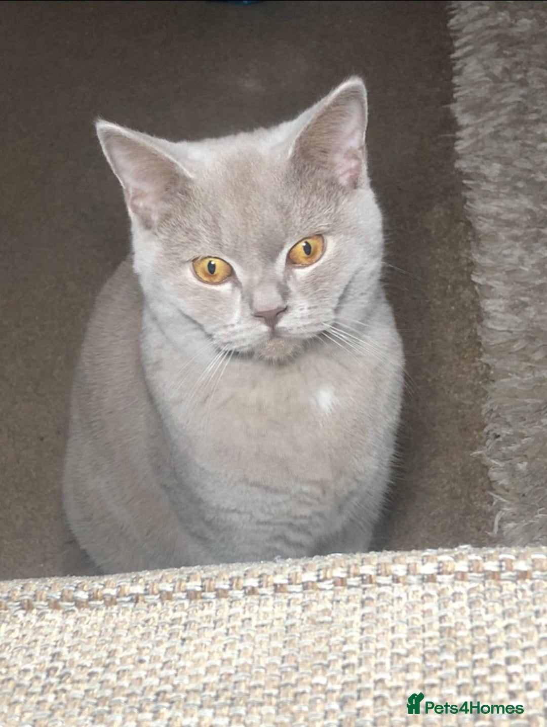 British Shorthair cats for stud: Lilac British shorthair male - Image 4