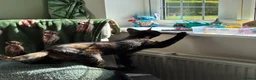 Mixed Breed cats for sale: Kitten for sale  - Advert 3