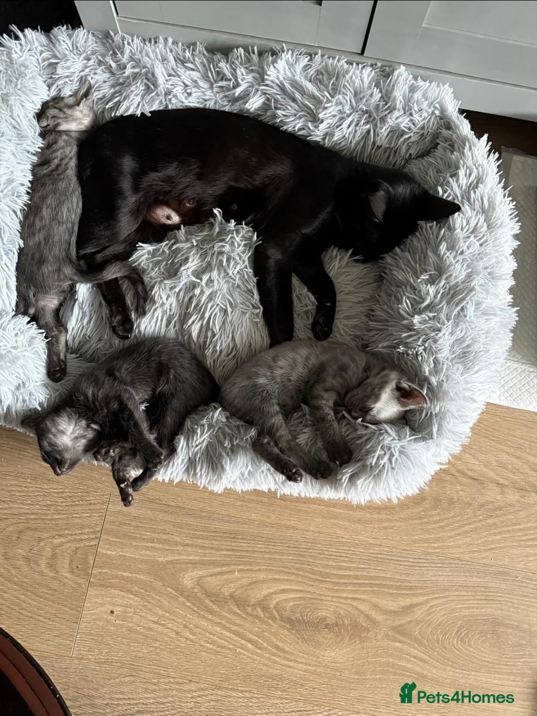 Bengal cats for sale: Bengal Savannah cross  in Irvine - Advert 2
