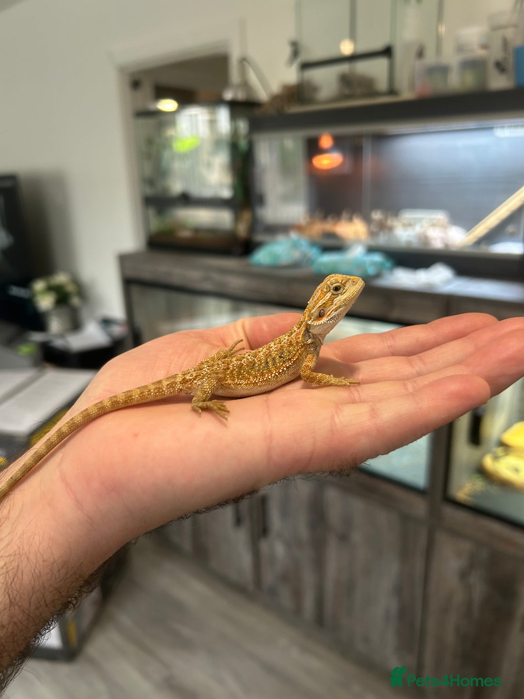 Bearded Dragon reptiles for sale: 60 Baby bearded dragons - Image 12