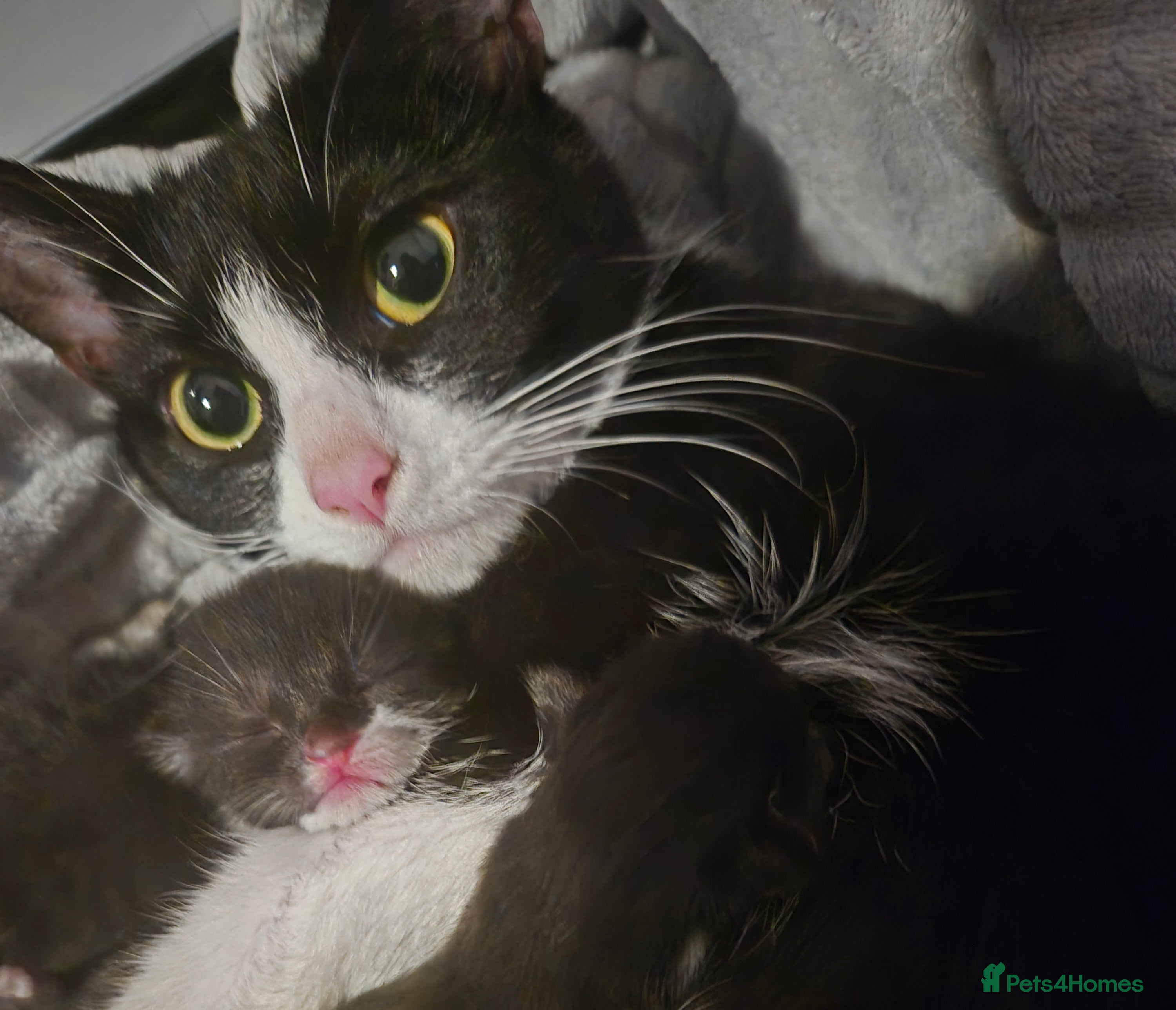 Domestic Shorthair cats 5 precious kittens - Advert 1