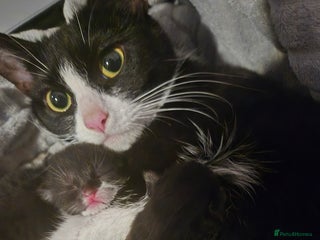 Domestic Shorthair cats 5 precious kittens - Advert 1