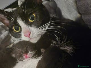 Domestic Shorthair cats for sale: 5 precious kittens - Advert 1