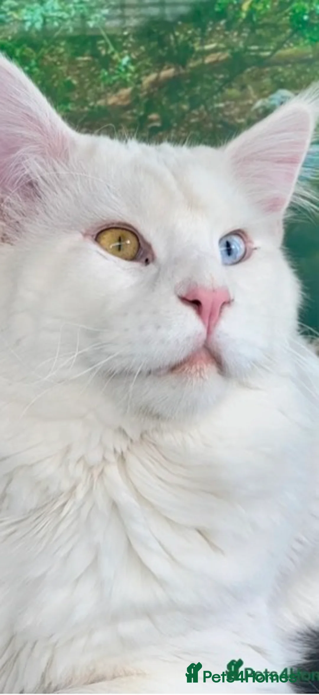 Maine Coon cats for stud: Pure white Maine coon stud  - Advert 7