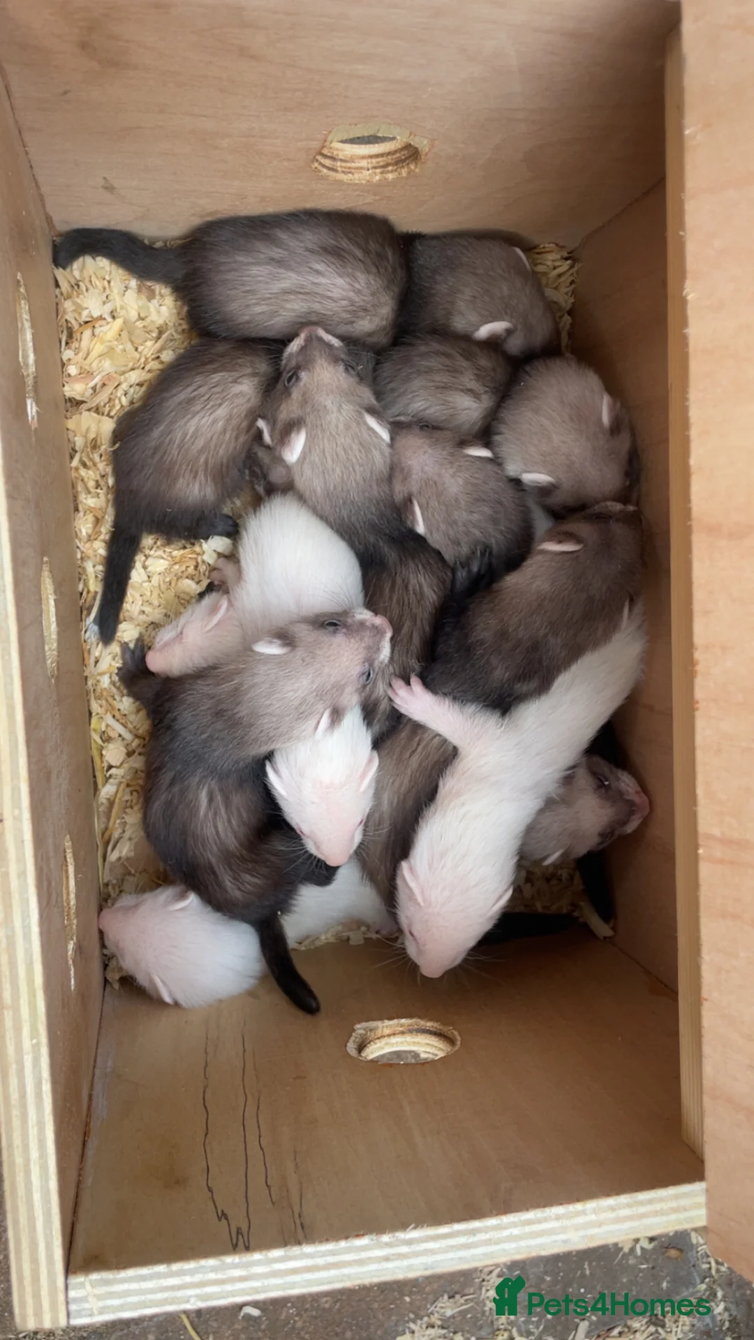 Ferret rodents for sale: Ferret kits  in Tadcaster - Advert 1