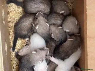 Ferret rodents Ferret kits - Advert 10