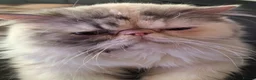 Persian cats for sale:  silver tortie tabby, white female spayed .  - Advert 2