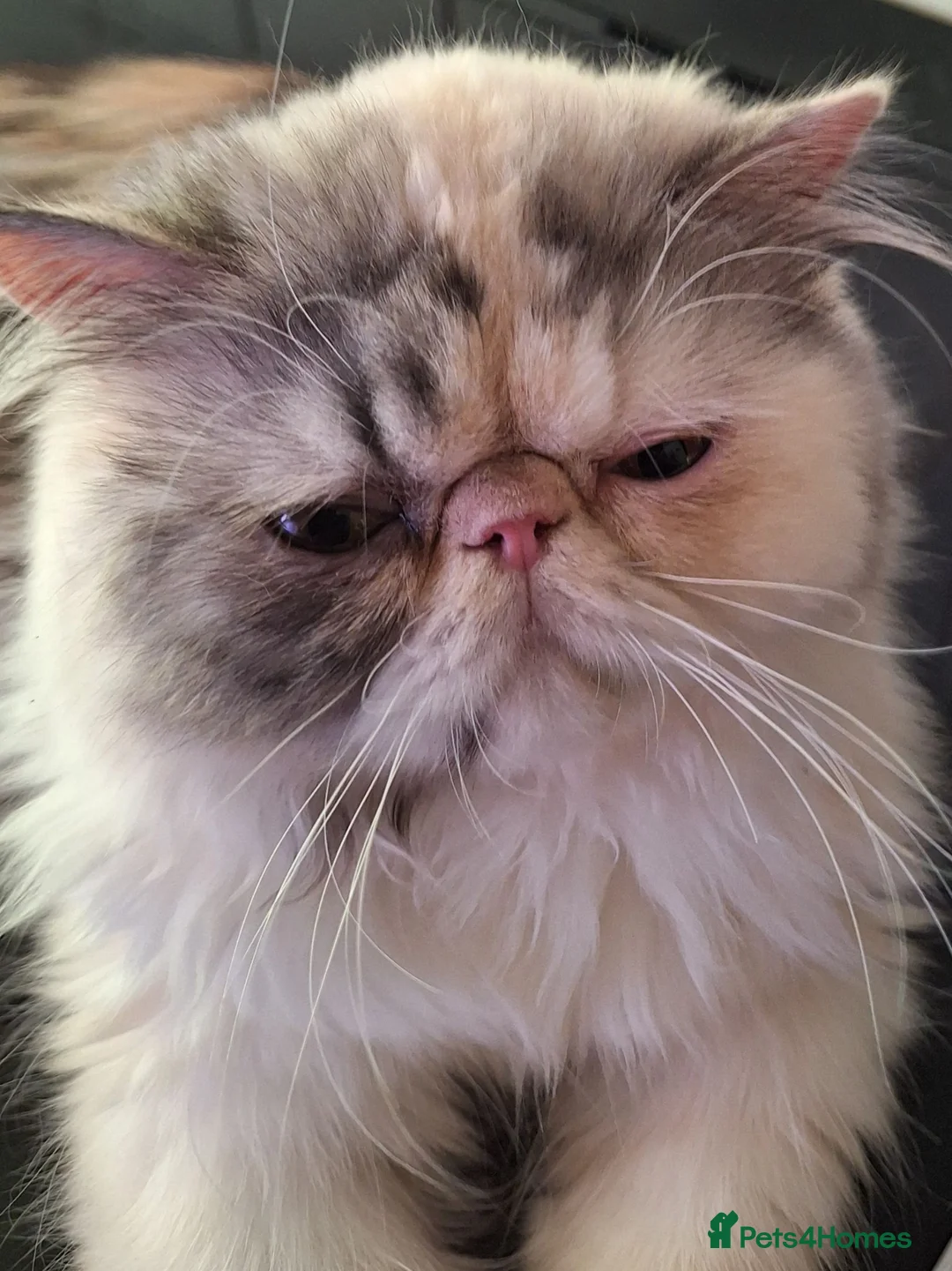 Persian cats for sale:  silver tortie tabby, white female spayed .  - Advert 2