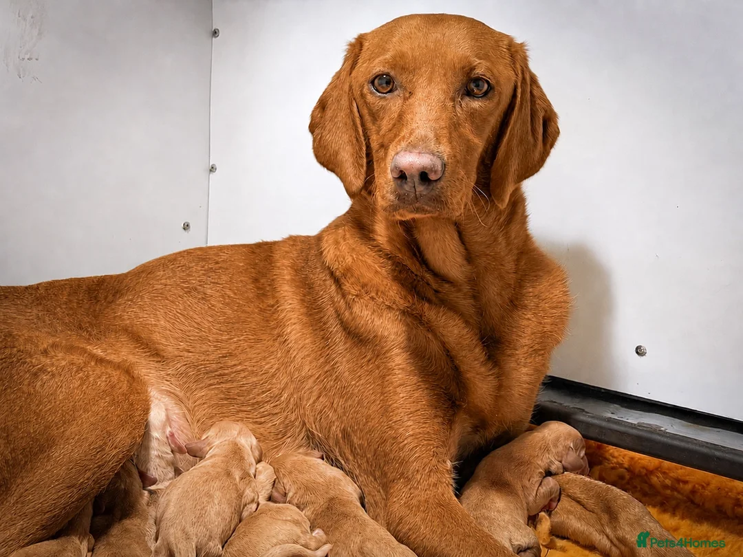 Cockerdor dogs for sale: Beautiful Dark Red Cockerdors DNAClear in Sleaford - Advert 1