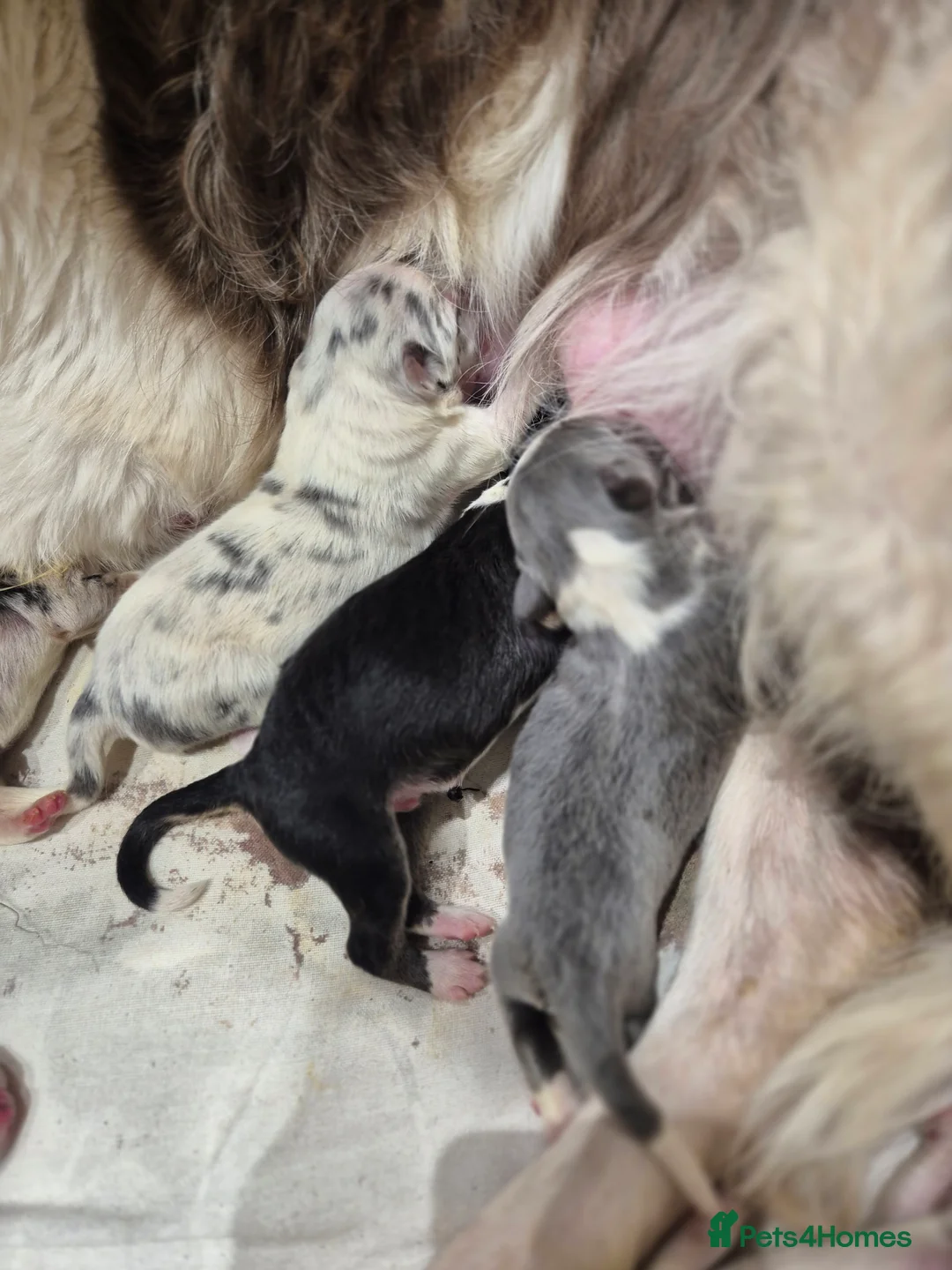 Border Collie dogs for sale: Beautiful Border Collies. Parents DNA tested.  - Advert 21