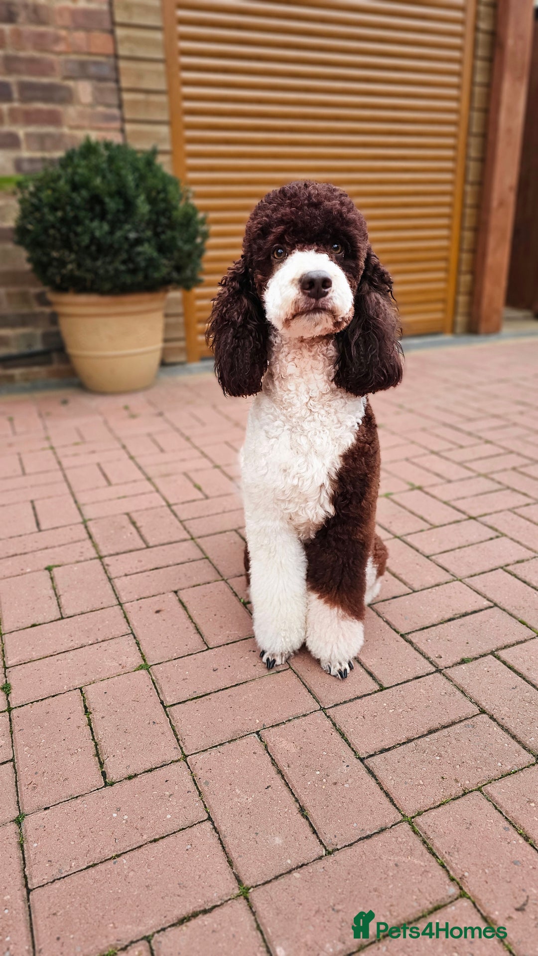 Miniature Poodle dogs for stud: Stunning Fully health tests Poodle - Advert 16
