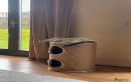 Domestic Shorthair cats for sale: 2 female kittens - Image 8